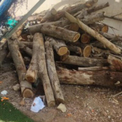 إجراء سمسرة عمومية علنية لبيع الحطب