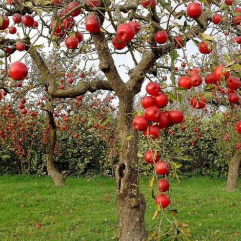 إعلان عن إجراء سمسرة عمومية علنية لكراء الأملاك الحبسية  ميدلت