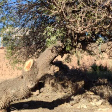 إجراء سمسرة علنية و عمومية لبيع الحطب