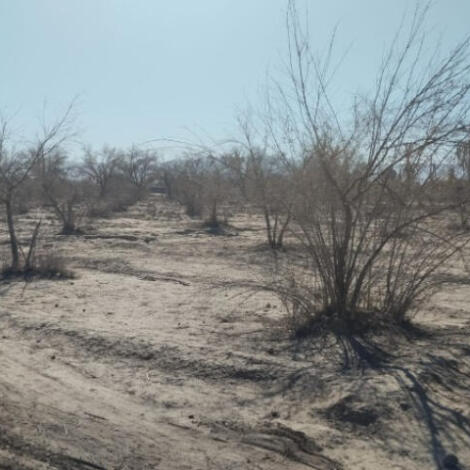 إجراء سمسرة عمومية لبيع حطب أشجار الزيتون اليابسة.