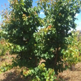 بيع غلة المصيف التابعة لنظارة أوقاف مكناس عن الموسم الفلاحي 2024/2025