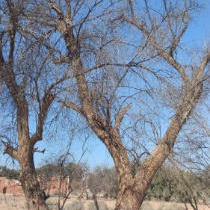 إجراء سمسرة عمومية لبيع حطب أشجار الزيتون اليابسة