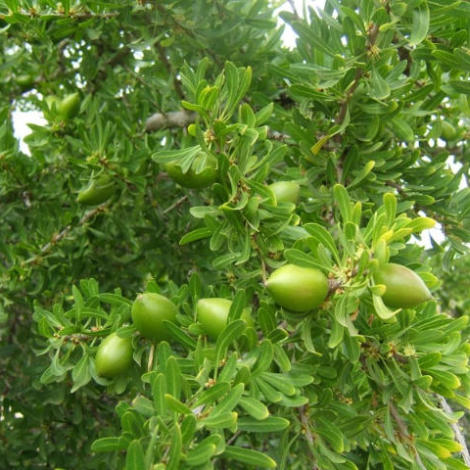 برنامج سمسرة بيع الغلل الصيفية بقبائل الصويرة عن الموسم الفلاحي 2026/2025