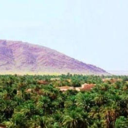 سمسرة عمومية علنية لبيع غلتي التمر والحطب  وكراء الأراضي الفلاحية الحبسية  لمدة (06) ست سنوات غير قابلة للتجديد عن الموسم الفلاحي 2026/2027  على الساعة (10) العاشرة صباحا بنيابتي الرشيدية وبوذنيب