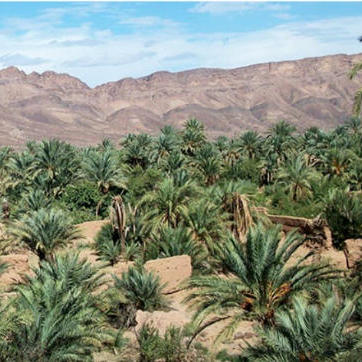 إعلان عن سمسرة عمومية لكراء أملاك وقفية فلاحية لمدة ست (6) سنوات غير قابلة للتجديد